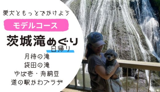 【愛犬と涼しい夏旅】滝めぐりモデルコース｜袋田の滝・月待の滝・おすすめグルメ